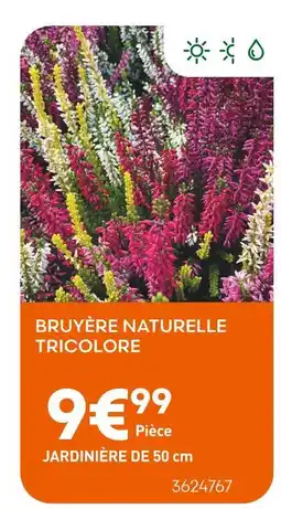 Ma Jardinerie Bruyère naturelle tricolore offre