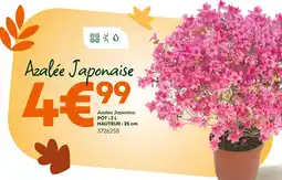 Ma Jardinerie Azalée Japonaise offre