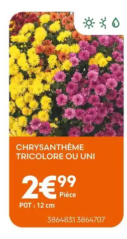 Ma Jardinerie Chrysanthème Tricolore offre