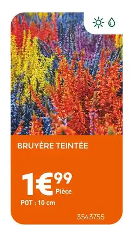 Ma Jardinerie Bruyère Teintée offre