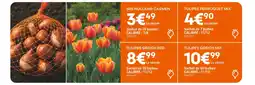 Ma Jardinerie Iris Holland Carmen offre