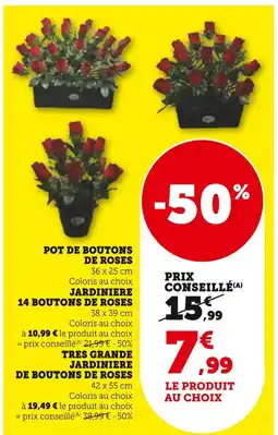 Hyper U Pot de boutons de roses offre