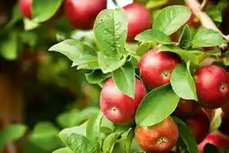 Gamm vert INVIVO Nous on sème Fruitiers gobelet INVIVO Nous on sème offre