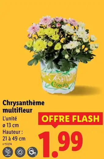Lidl Chrysanthème multifleur offre