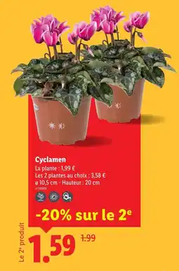 Lidl Cyclamen offre