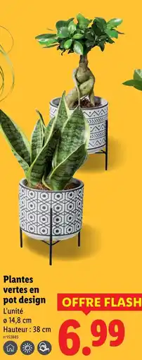 Lidl Plantes vertes en pot design offre