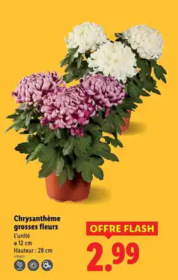 Lidl Chrysanthème grosses fleurs offre