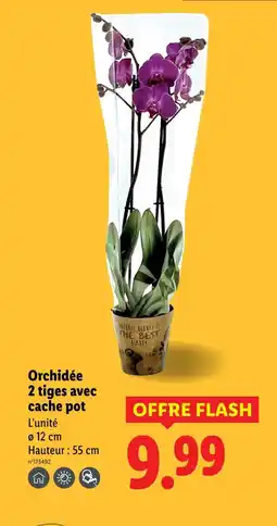 Lidl Orchidée 2 tiges avec cache pot offre