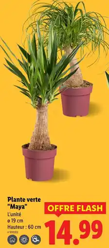 Lidl Plante verte 'Maya' offre