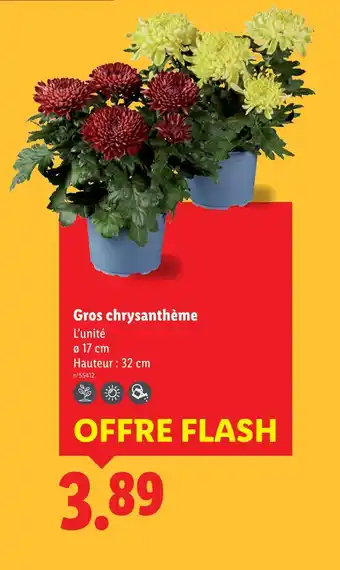 Lidl Gros chrysanthème offre