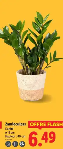 Lidl Zamioculcas offre