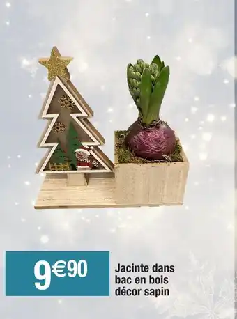 Migros Jacinte Dans Bac En Bois offre