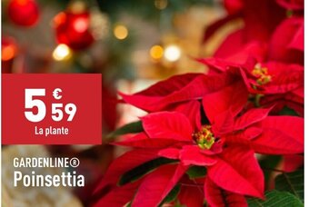 ALDI Poinsettia offre