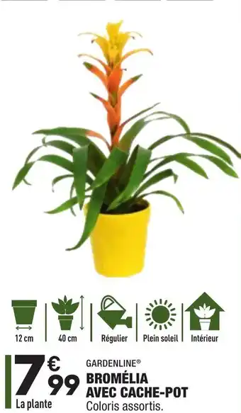 Bromélia Avec Cache-Pot