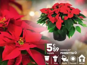 ALDI Poinsettia offre