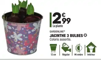 Jacinthe 3 Bulbes