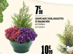 L'incroyable Coupe avec tuya, violettes et kalanchoe offre
