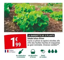 Gamm vert Salade laitue d'hiver offre
