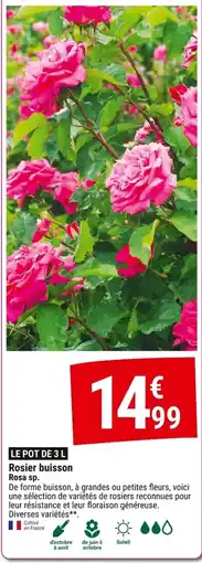 Gamm vert Rosier buisson offre