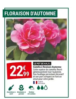 Gamm vert Camélia à floraison d'automne offre