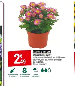Gamm vert Chrysantheme swifty offre