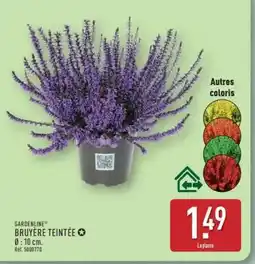 ALDI Bruyère teintée offre