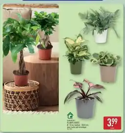 ALDI Plante verte offre