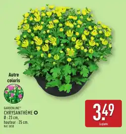 ALDI GARDENLINE Chrysanthème offre