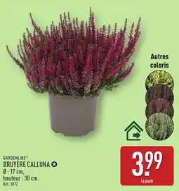 ALDI GARDENLINE Bruyère calluna offre