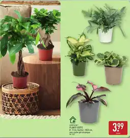 ALDI GARDENLINE Plante verte offre