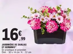 E.Leclerc Jardinière de dahlias et germinis offre