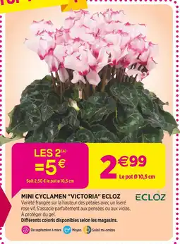 Delbard Ecloz Mini cyclamen 'Victoria' Ecloz offre