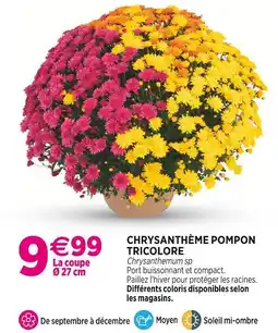 Delbard Chrysanthème Pompon Tricolore offre