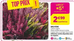 Delbard BRUYÈRE offre