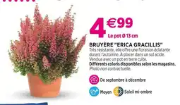 Delbard Bruyère Erica Gracillis offre