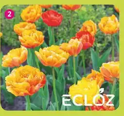 Delbard ECLOZ TULIPE PIVOINE'' ECLOZ offre