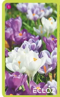 Delbard ECLOZ CROCUS EN MÉLANGE ECLOZ offre