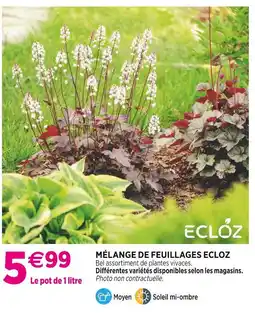 Delbard ECLOZ MÉLANGE DE FEUILLAGES ECLOZ offre