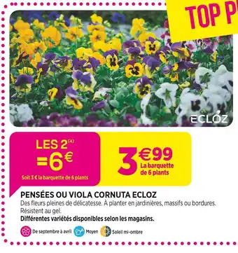 Delbard ECLOZ Pensées ou Viola Cornuta ECLOZ offre