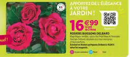 Delbard DELBARD Rosiers buissons Delbard offre