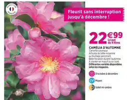 Delbard Camélia d'Automne offre
