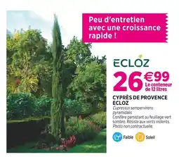 Delbard ECLOZ Cyprès de Provence ECLOZ offre