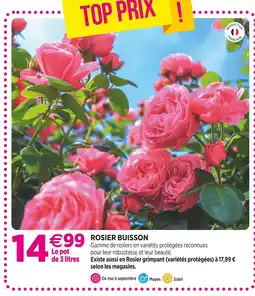 Delbard Rosier Buisson offre