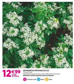 Delbard ECLOZ Oranger du Mexique ECLOZ offre