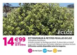 Delbard ECLOZ PITTOSPORUM À PETITES FEUILLES ECLOZ offre