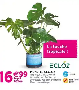 Delbard ECLOZ MONSTERA ECLOZ offre