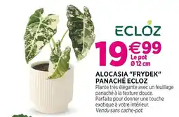 Delbard ECLOZ Alocasia Frydek Panaché ECLOZ offre