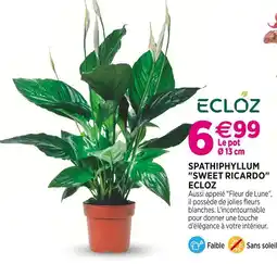 Delbard ECLOZ Spathiphyllum Sweet Ricardo ECLOZ offre