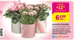 Delbard Plantes Fleuries offre