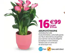 Delbard Arum d'Éthiopie offre